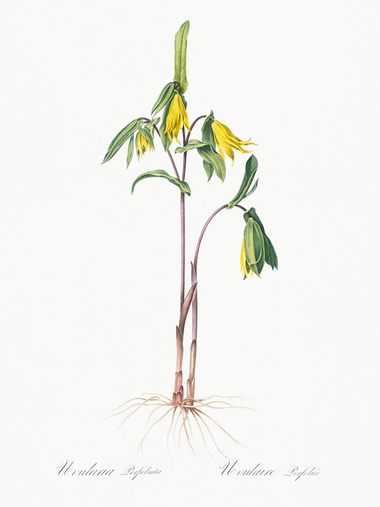 Uvularia Perfoliata Illustration From Les Liliacées (1805), Pierre Joseph Redoute