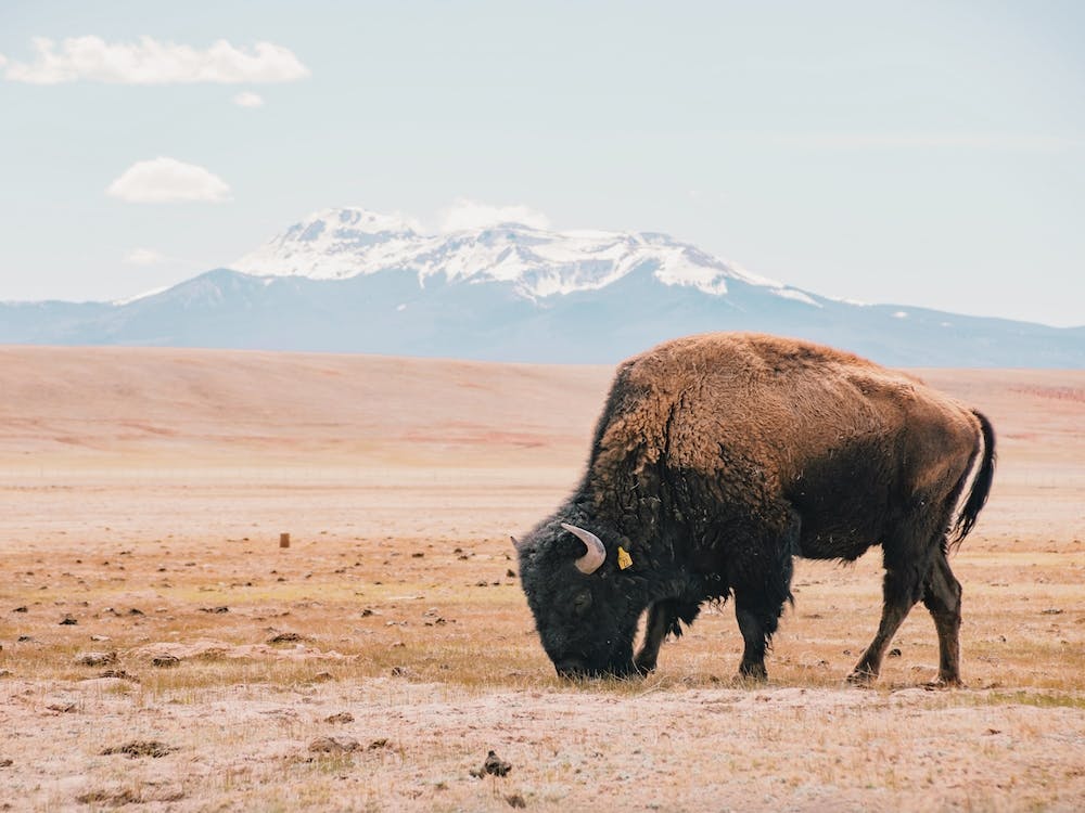 New Mexico Bison