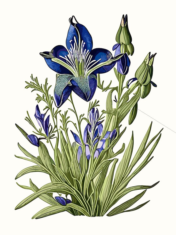 Prairie Gentian Wildflower Vintage Botanical