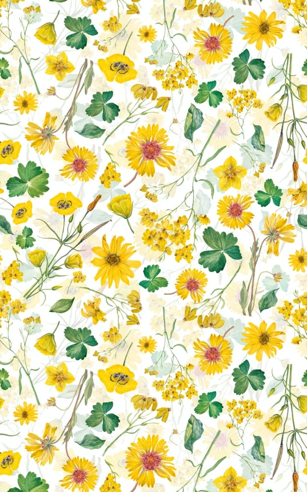 Scandinavian Midsummer Yellow Wildflowers Meadow