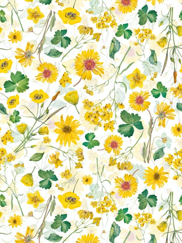 Scandinavian Midsummer Yellow Wildflowers Meadow