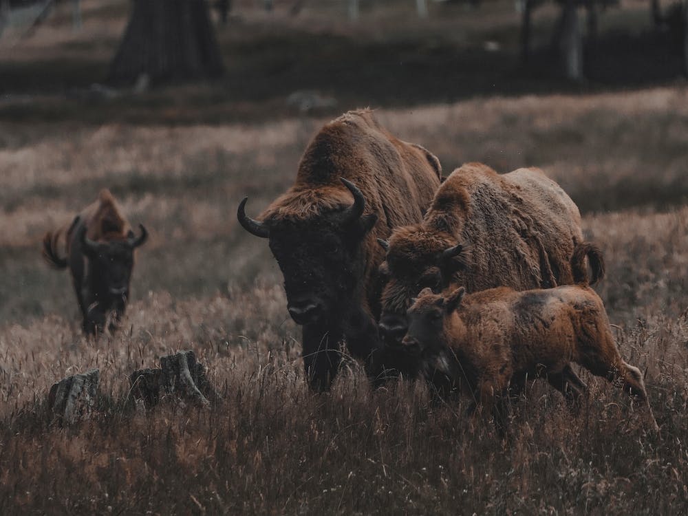 Moody Bison Family