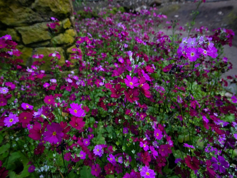 Purple Flowers