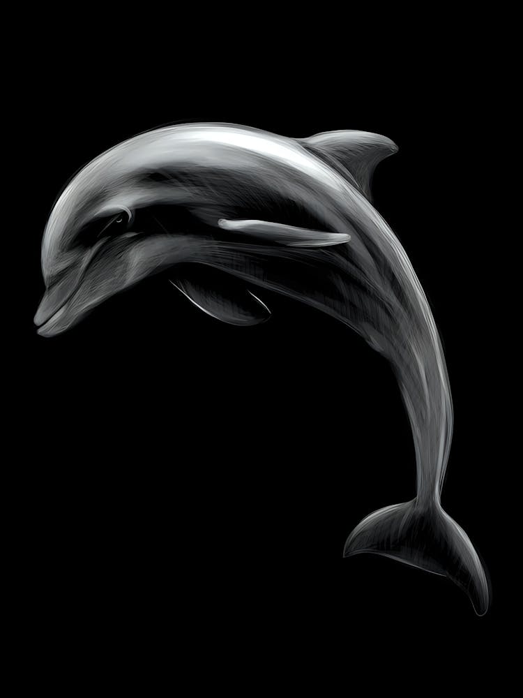 Dolphin On Black Background