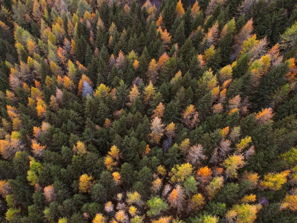 Autumn Forest From Above