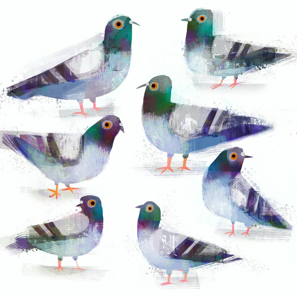 Pigeons