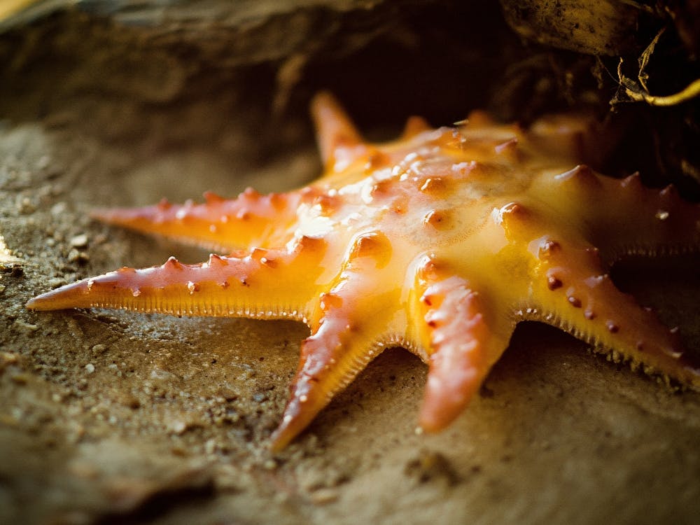 Starfish 4