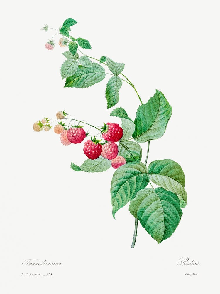 Raspberry, Pierre Joseph Redouté
