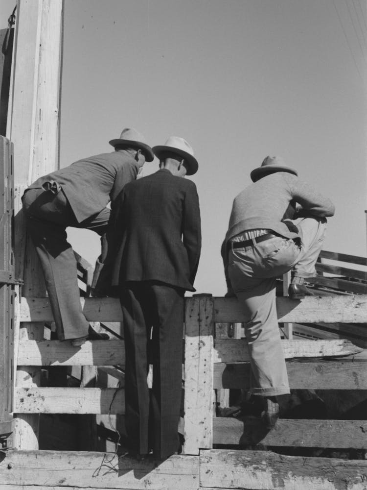 West Texas Cattlemen Looking Over The Cattle Which Are Offered For Sale, Stockyards, San Angelo, Texas By