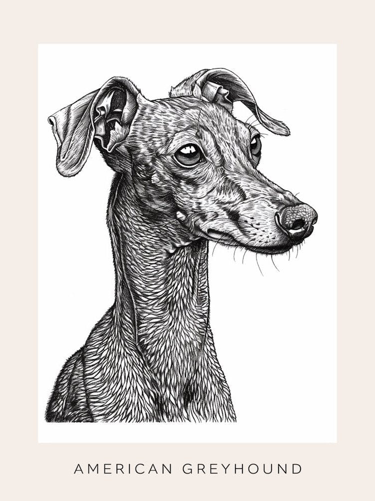 American Greyhound Dog Line Sketch 2 Poster