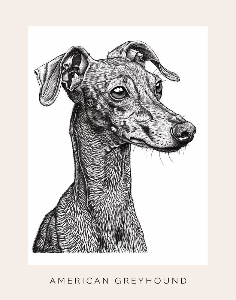 American Greyhound Dog Line Sketch 2 Poster