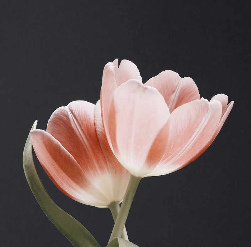 Soft Pink Grey Bg Dsc1915