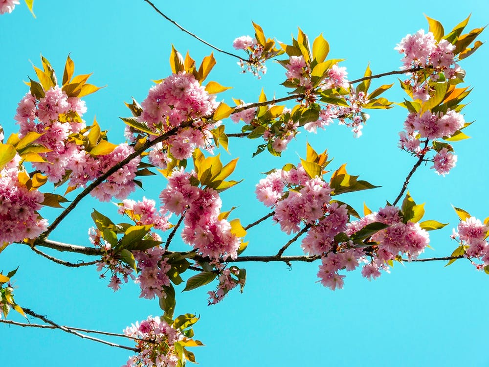 Cherry Trees In Bloom 03
