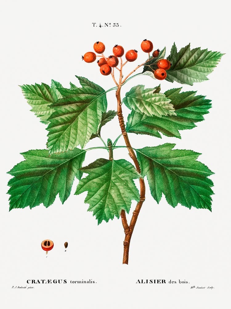 Hawthorn, Pierre Joseph Redoute