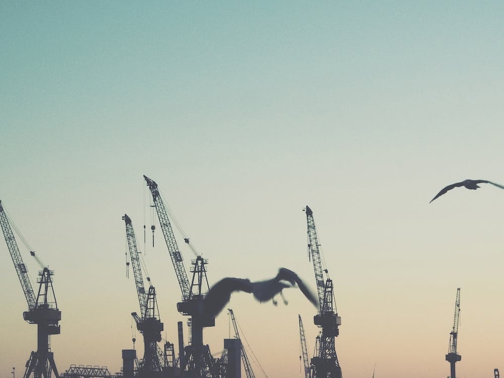 Harbour Giraffes 3