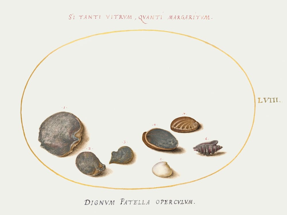 Shell And Abalone (1575–1580), Joris Hoefnagel