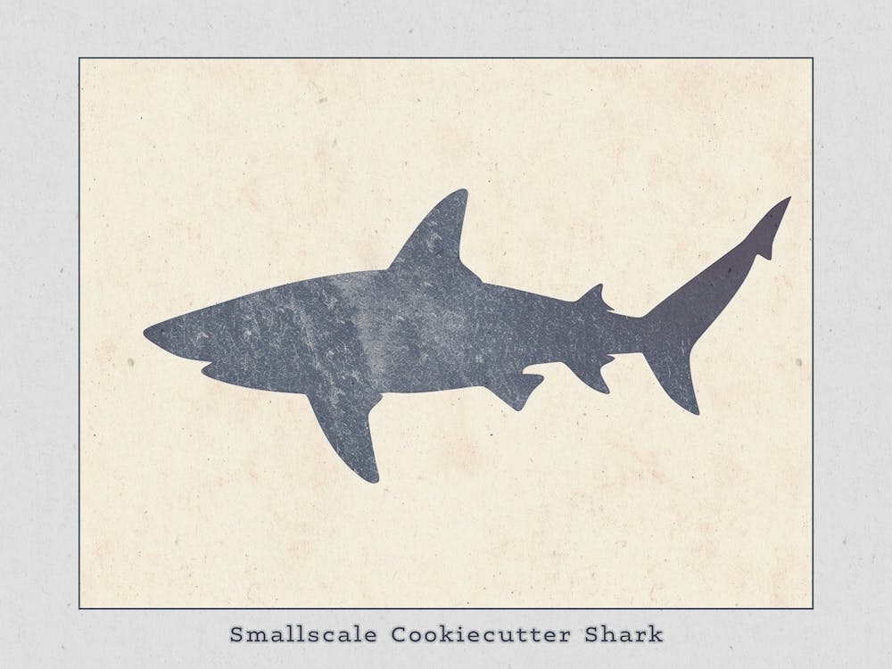 Smallscale Cookiecutter Shark Silhouette 2 Poster