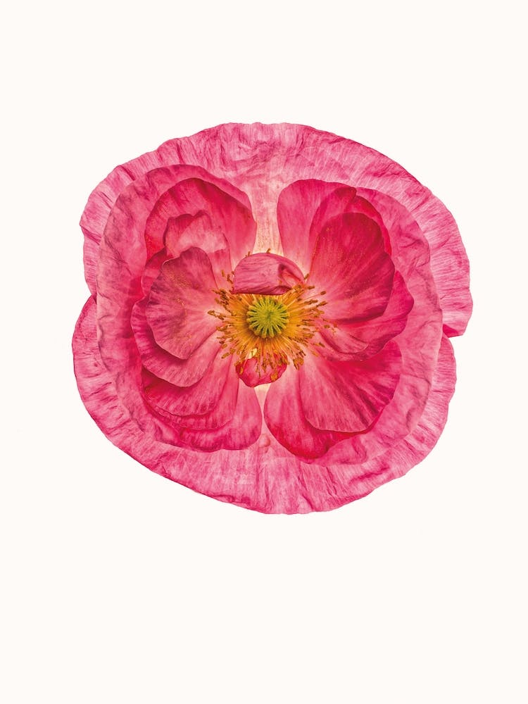 Poppy I