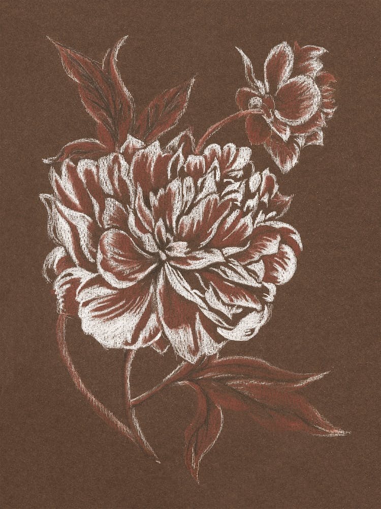 Drawing Art 'Sepia Peony', Aga Szafranska