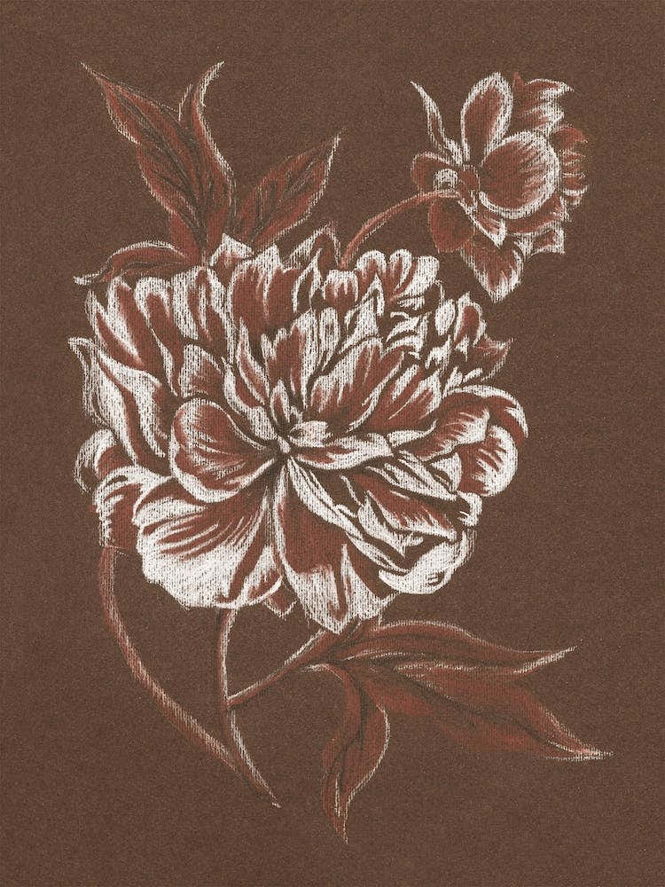 Drawing Art 'Sepia Peony', Aga Szafranska