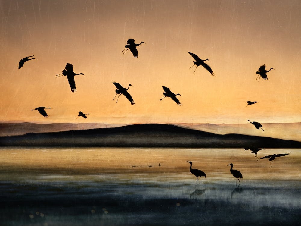 Fly In At Sunset
