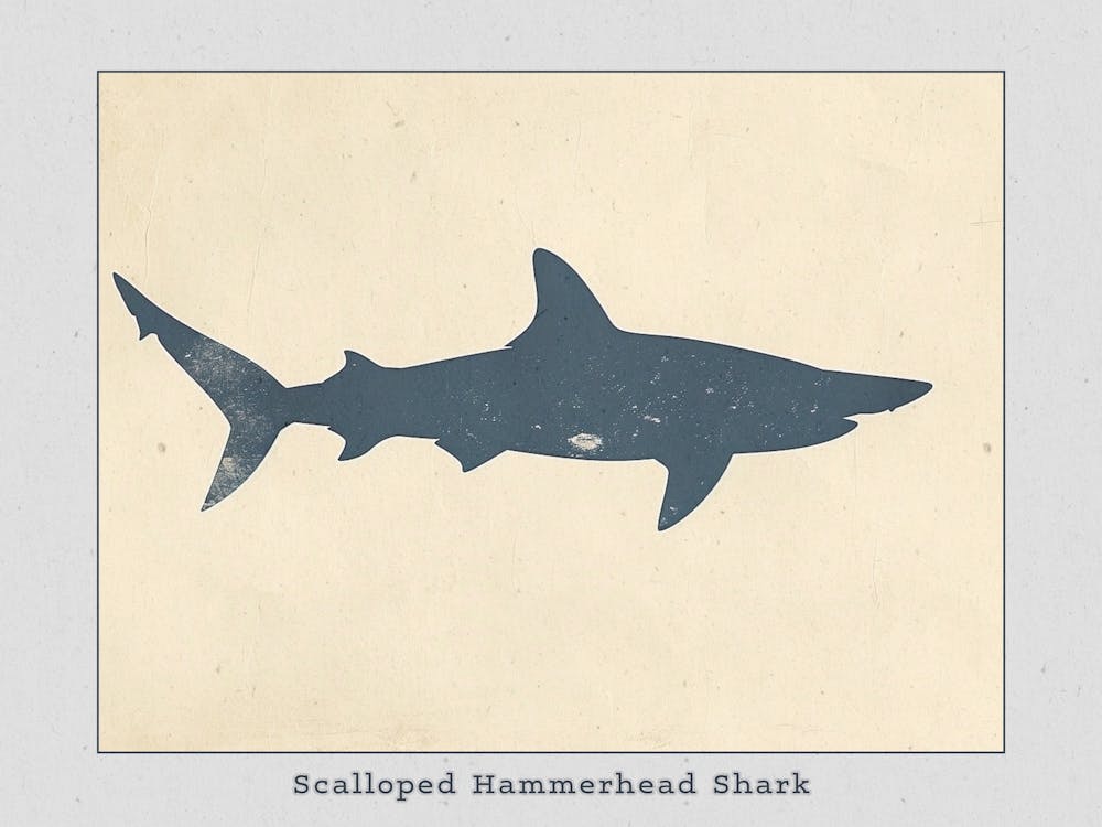 Scalloped Hammerhead Shark Grey Silhouette 1 Poster