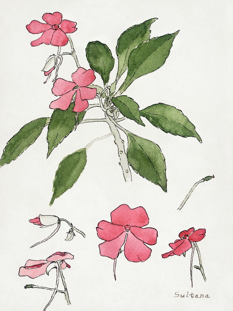 Sultana (1915), Hannah Borger Overbeck