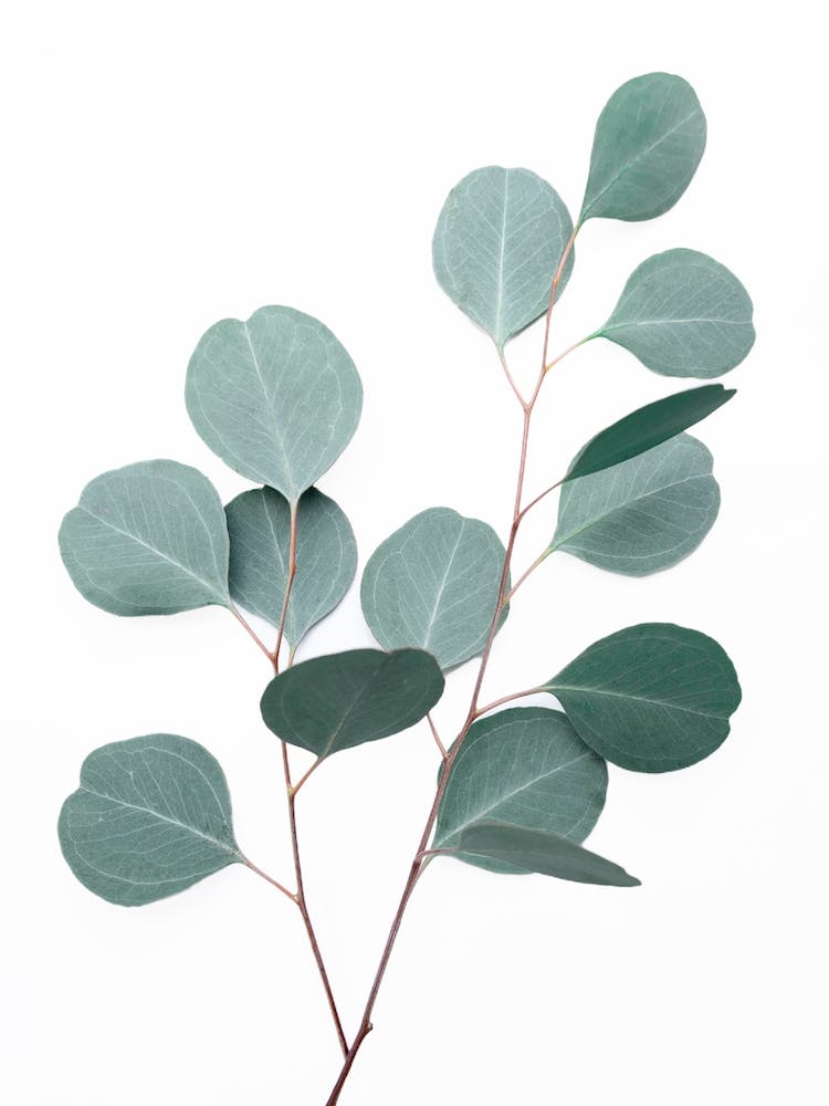 Silver Dollar Eucalyptus