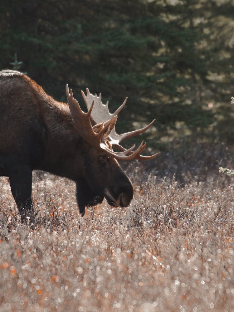 Moose Grazing In Meadow
