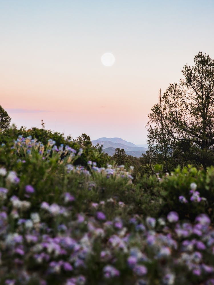 Vollmond-Gebirgssonnenuntergang mit lila Blumen