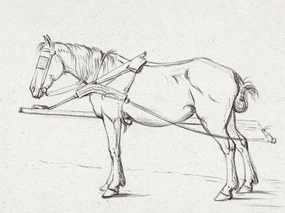 Standing Harnessed Horse, Jean Bernard