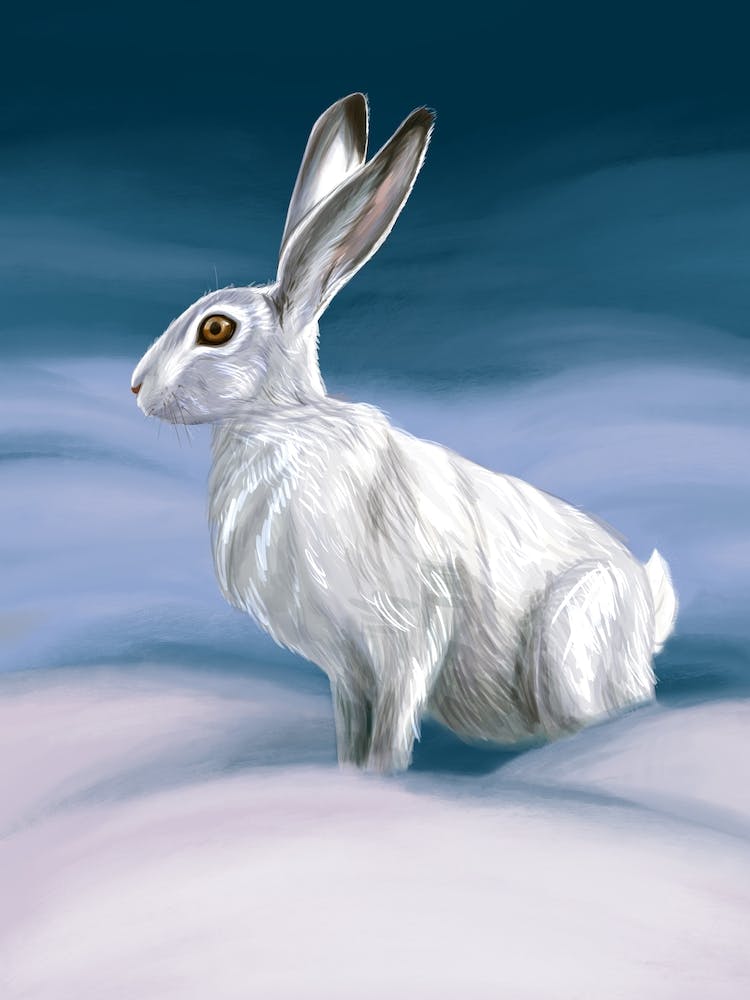 A white hare on a snow