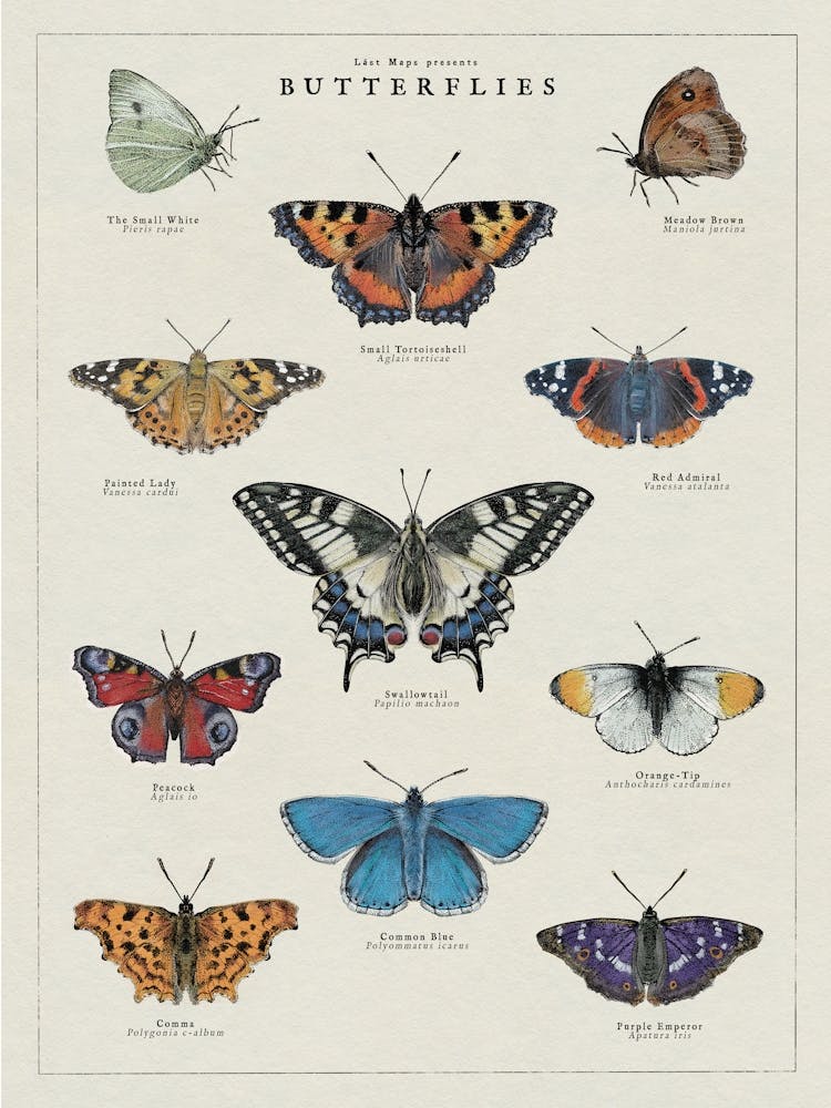 Butterflies
