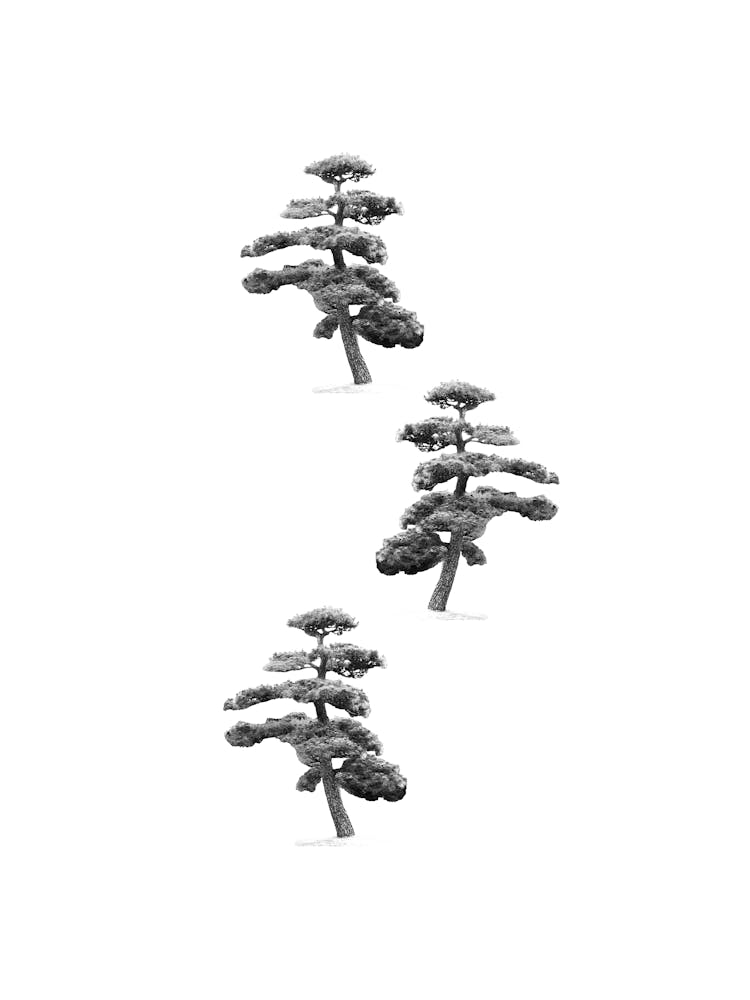 Japanische Kiefernbaum-Collage