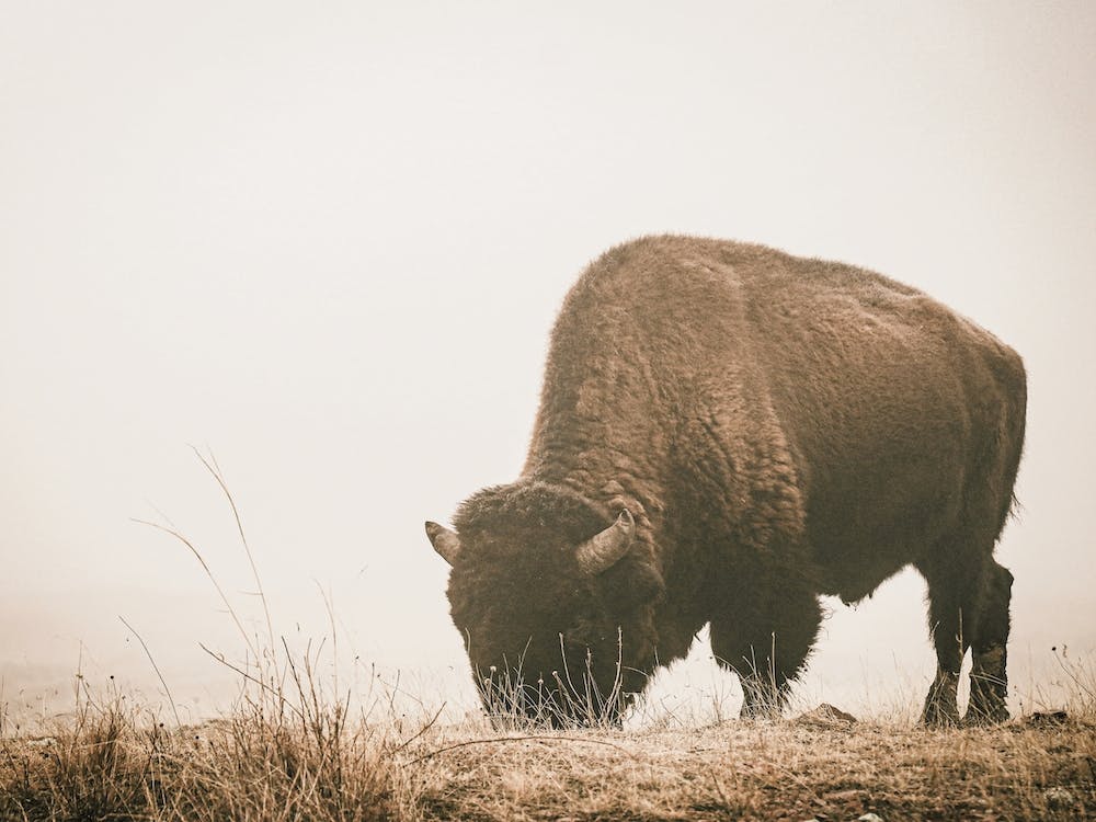 Foggy Bison Scenery