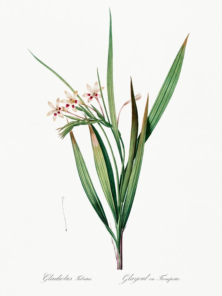 White Baboon Root, Pierre Joseph Redoute