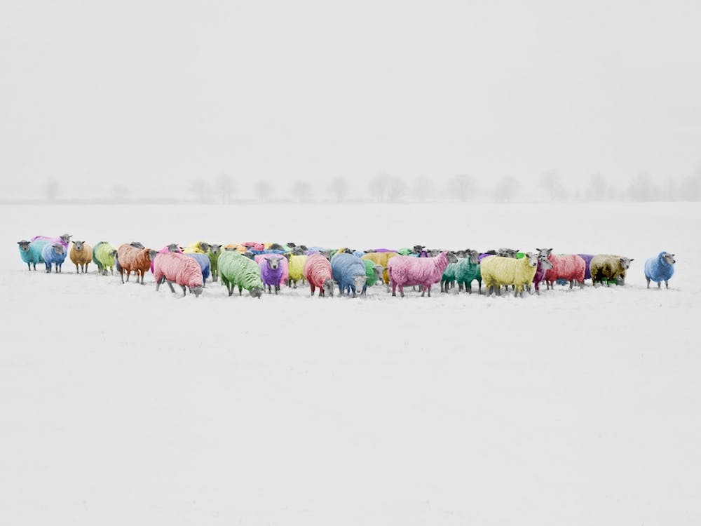 Colorful Sheep In The Snow