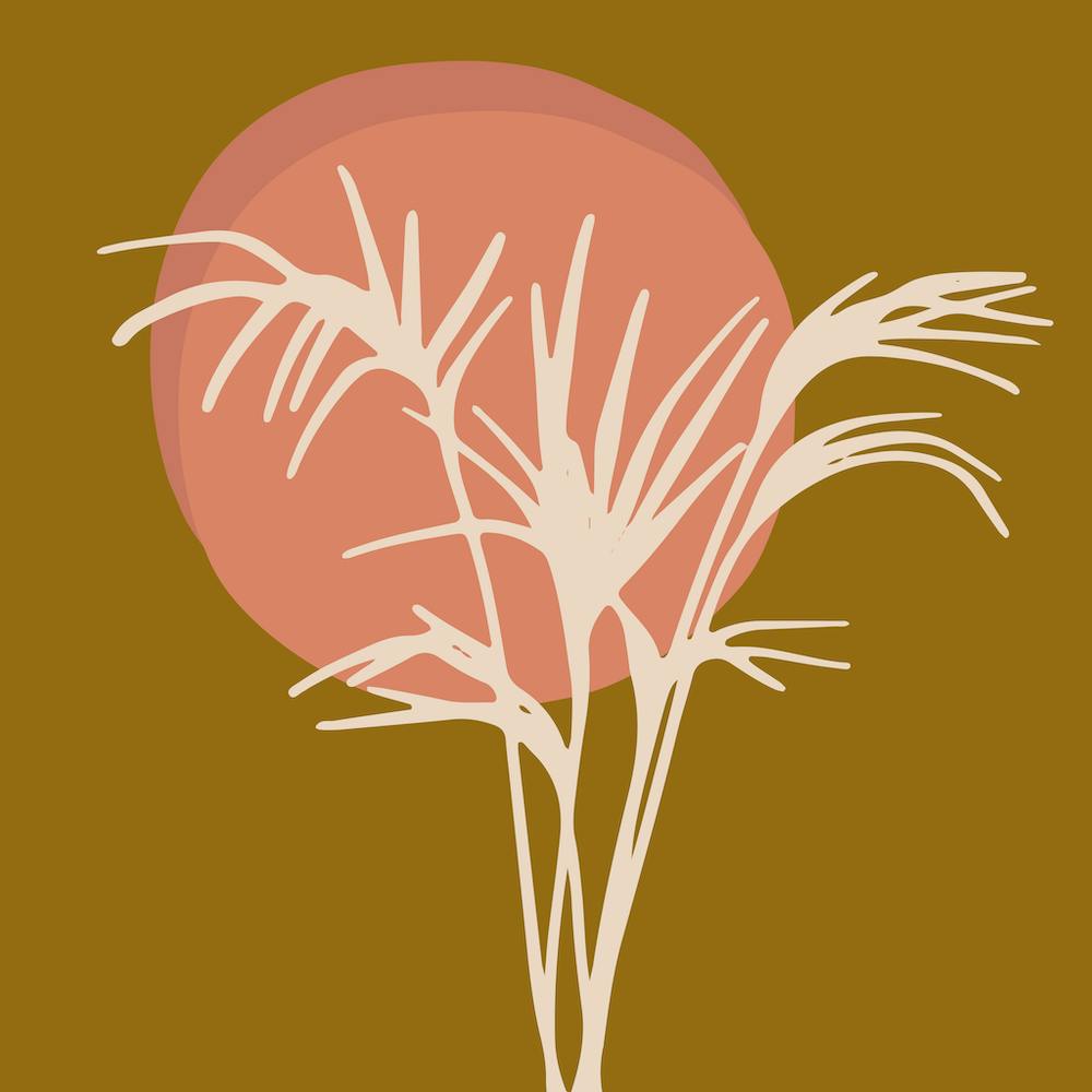 Sunset Grasses