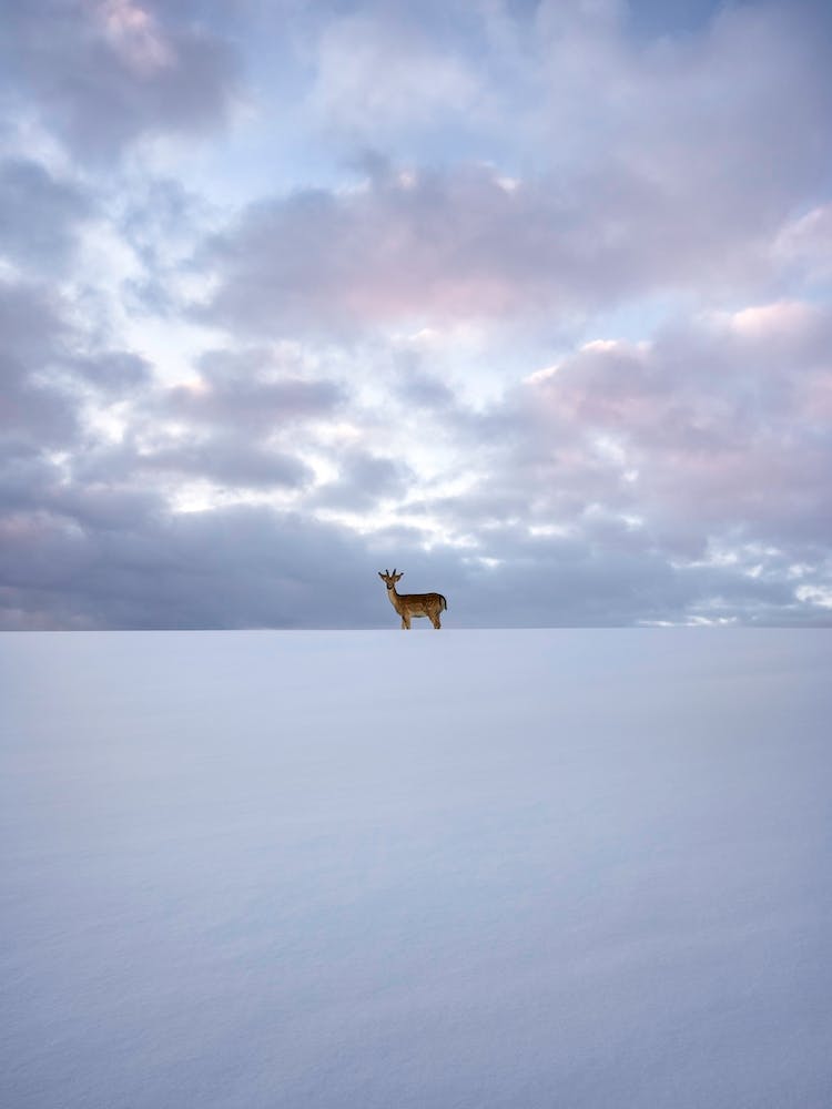 Alone Deer