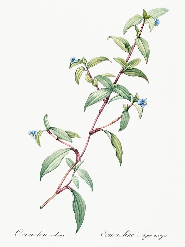 Birdbill Dayflower, Pierre Joseph Redoute