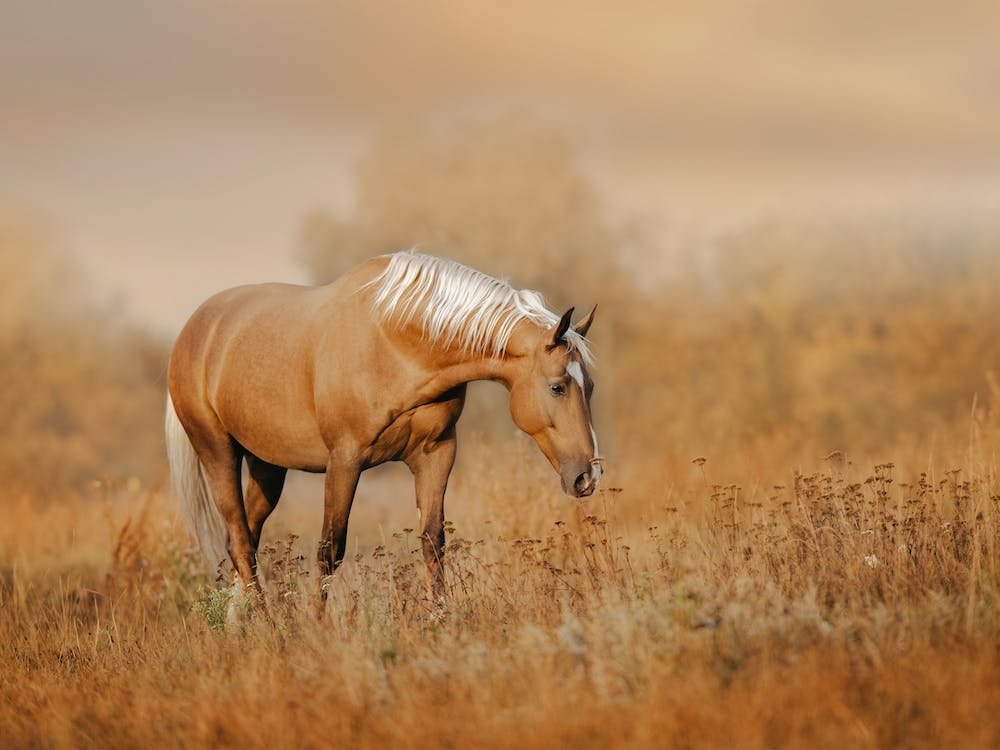 Cheval Palomino