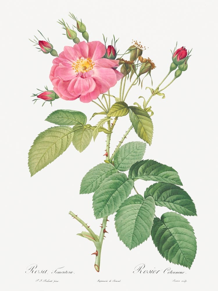 Harsh Downy Rose, Pierre Joseph Redoute