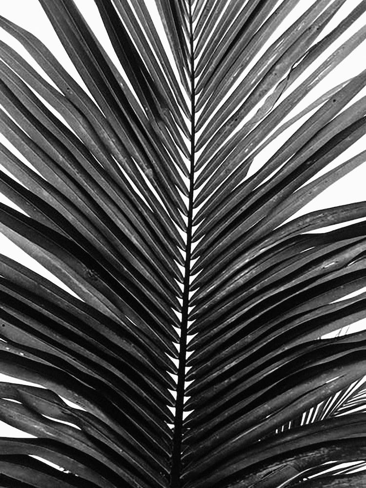 Palm Leaf 01