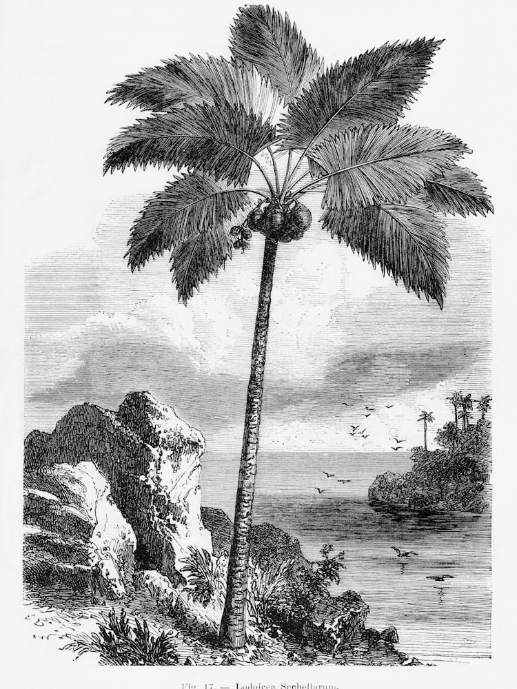 Vintage Palm Tree _2643183