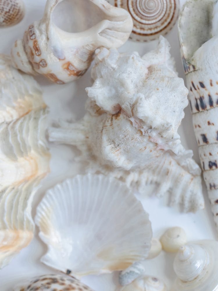 Sea Shells