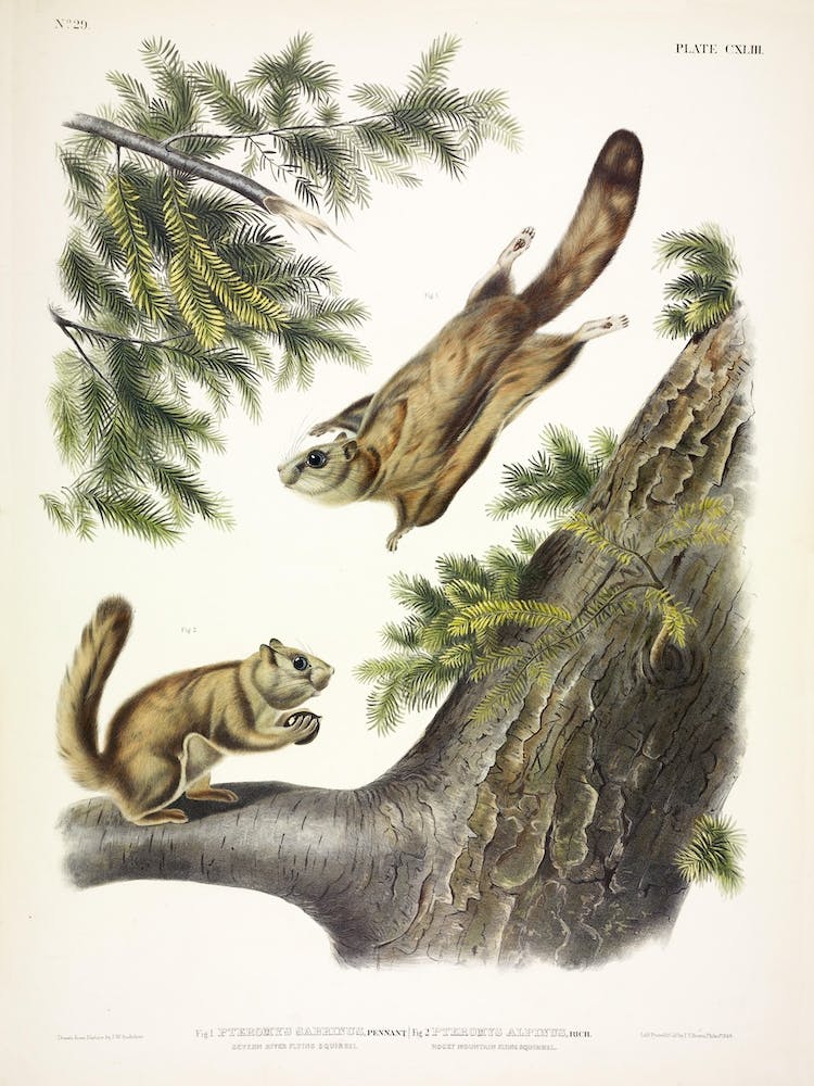  Flying Squirrel, John James Audubon
