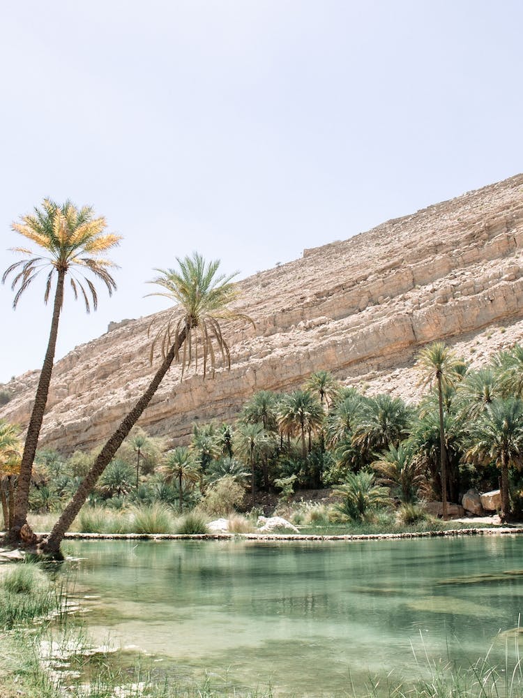 Desert Oasis