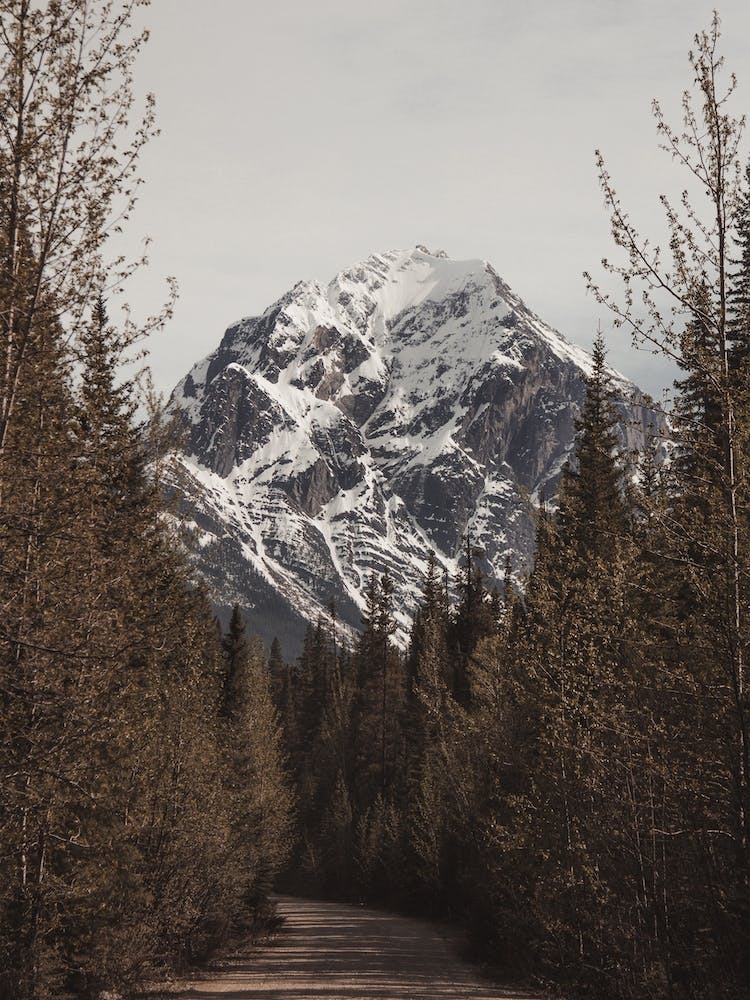 Colorado Forest Road