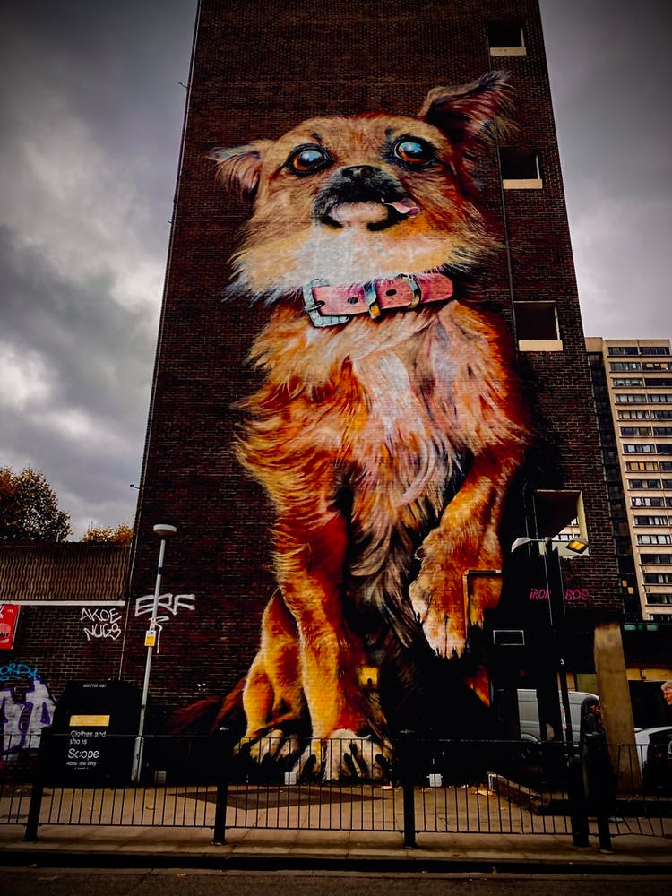 Chien Sur Un Bâtiment