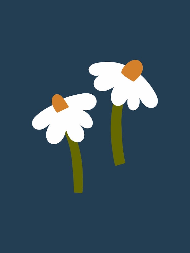Daisies Two Flowers On Dark Blue